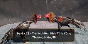 Đá gà c3