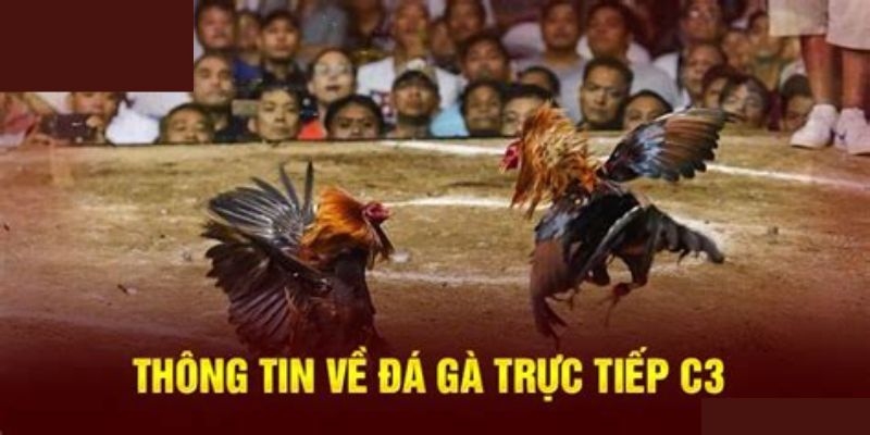 Thông tin  sơ bộ về loại hình đá gà C3 tại J88